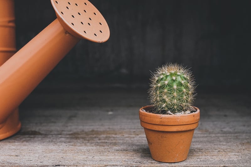 Personalized Succulents